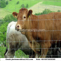 Réseau galvanisé de clôture et de Kraal de bétail
